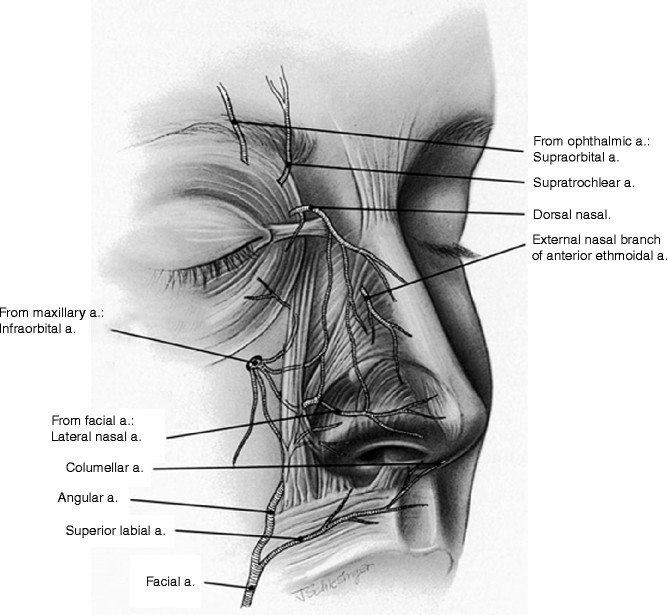 Артерии носа