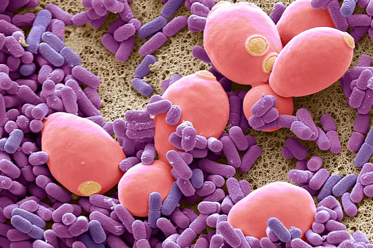 Ученые выяснили, что у каждого человека свой индивидуальный микробиом