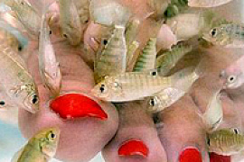 Спа-салону в Аризоне запретили делать рыбный педикюр 
