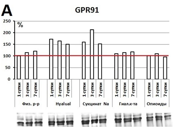 Hyalual, Результаты исследования