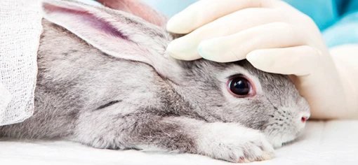 Этичная косметика