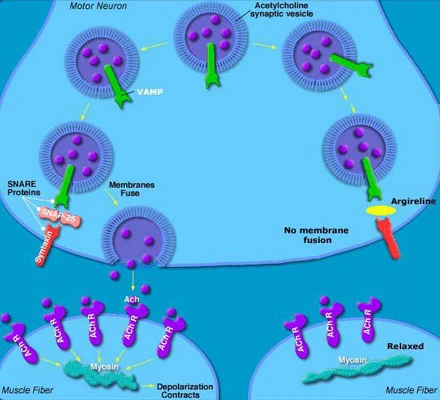 Аргирелин механизм действия. Ацетил-гексапептид-3