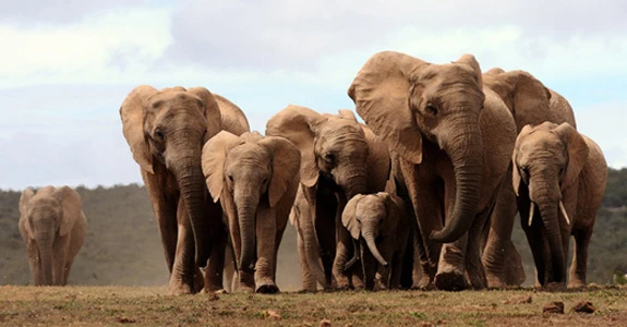Гаутенг и Мпумаланга