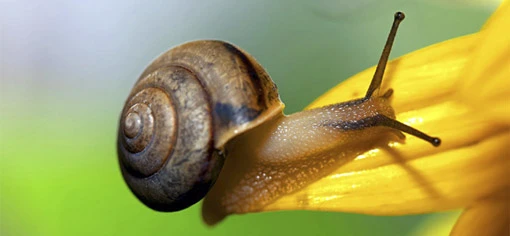  Улиточный крем 