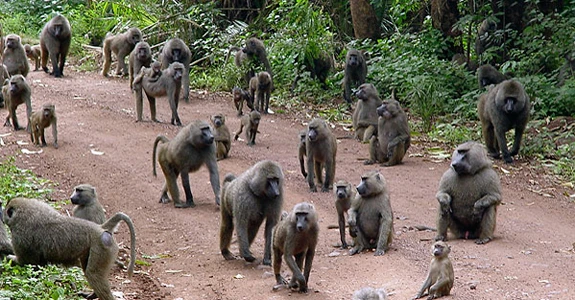 Гаутенг и Мпумаланга