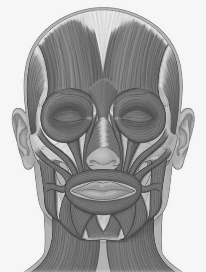 Мимические мышцы