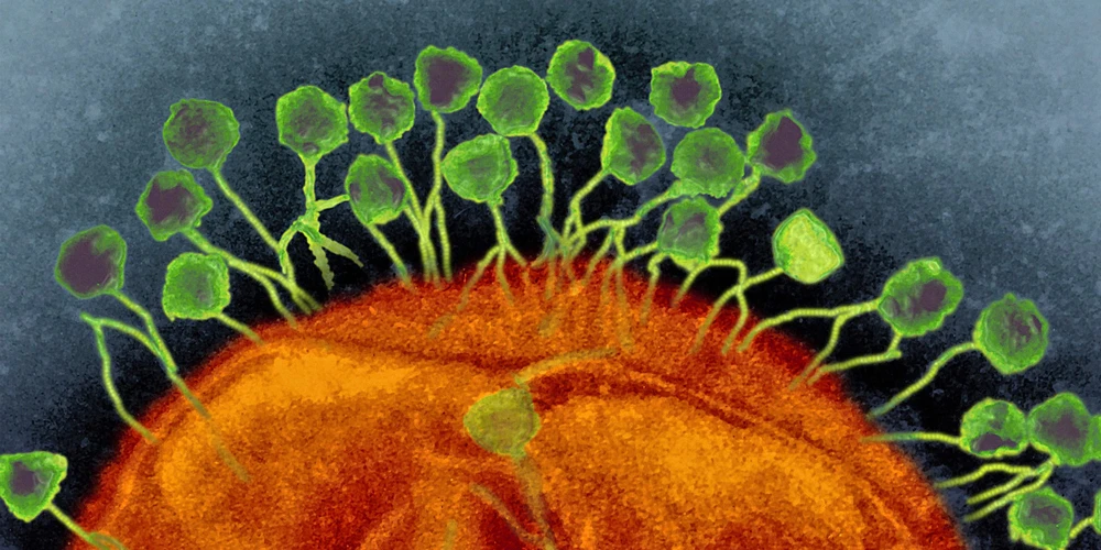 Бактериофаги