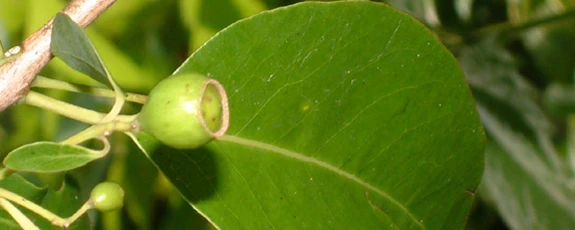 Зарождение гомеопатии