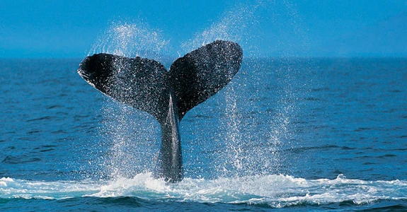 Западная, Северная и Восточная Капские провинции