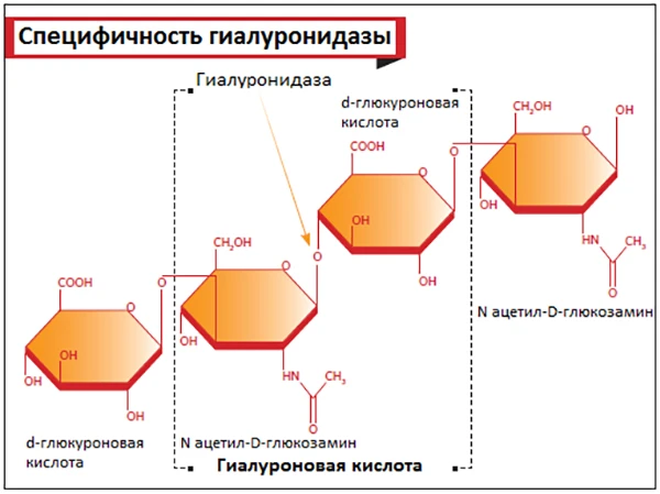 Препараты гиалуронидазы