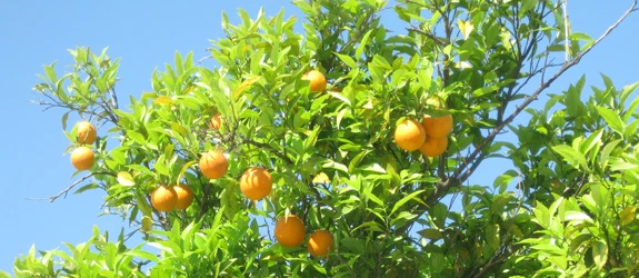 citrus.jpg