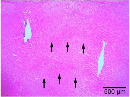 Реакции тканей in vivo