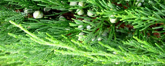 Производство эфирных масел