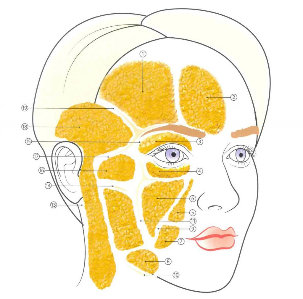 Филлинг средней трети лица: разметка