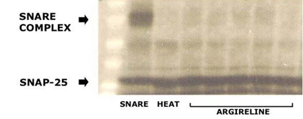 образование комплекса SNARE, синтетический полипептид Аргирелин