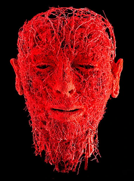 Система кровеносных сосудов лица