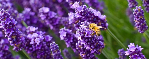 Чарующий аромат