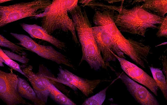 У биологических часов обнаружилась новая функция