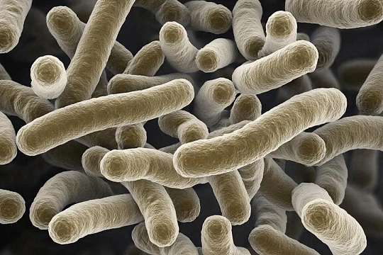 Препараты с лактобактериями не влияют на течение акне