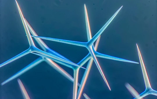 На игле: все, что надо знать о спикулах