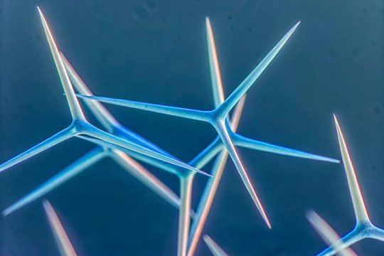 На игле: все, что надо знать о спикулах