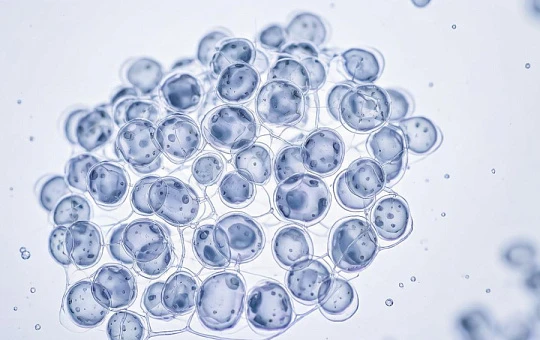 Новый микроорганизм имени Стругацких показал потенциал для косметологии и биотехнологий