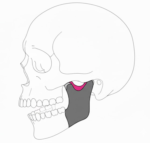 Три слоя m. masseter