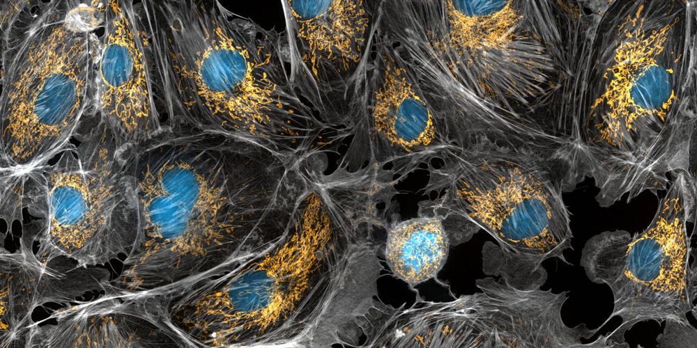 Митохондрия