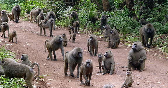 Гаутенг и Мпумаланга Гаутенг и Мпумаланга