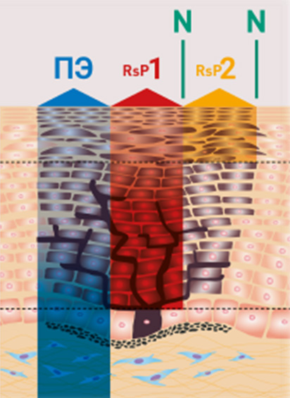 Механизм действия пилинга