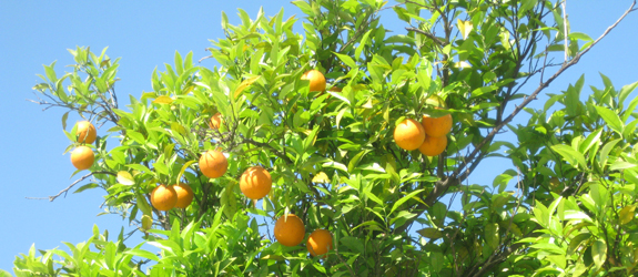 citrus.jpg