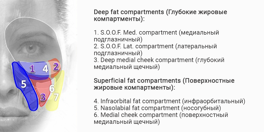Расположение и строение жировых компартментов