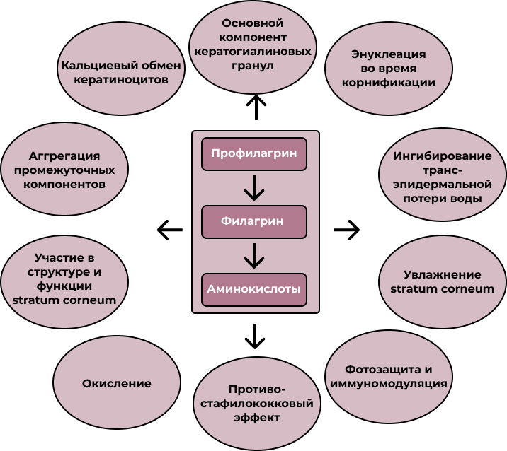функции профилагрина, филагрина и аминокислот