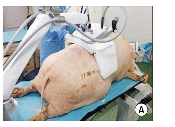 Фотографии свиной кожи во время радиочастотной обработки