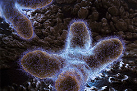 Послушай, как звучат теломеры