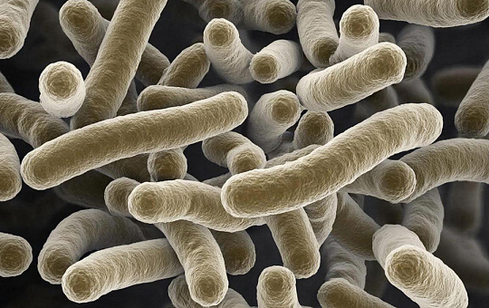 Препараты с лактобактериями не влияют на течение акне