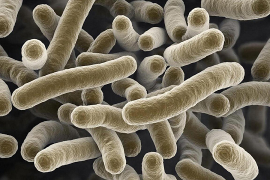 Препараты с лактобактериями не влияют на течение акне