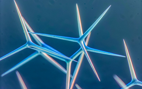 На игле: все, что надо знать о спикулах