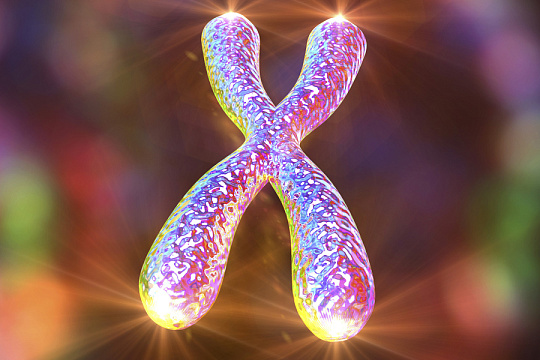 Биологи показали, что Т-лимфоциты используют теломеры для продления собственной жизни