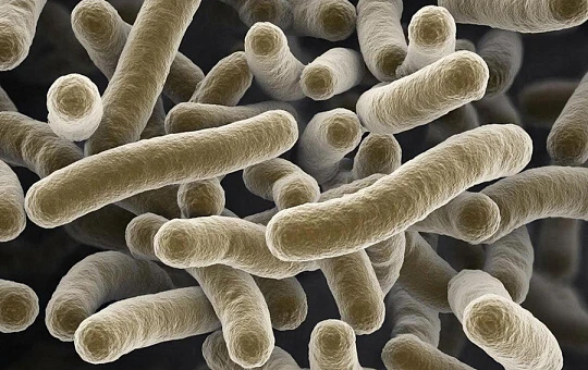 Препараты с лактобактериями не влияют на течение акне