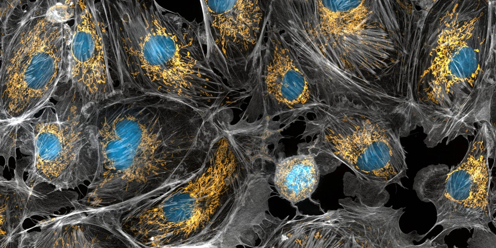 Митохондрия Митохондрия