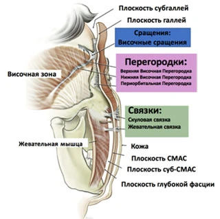 Лицевая связка